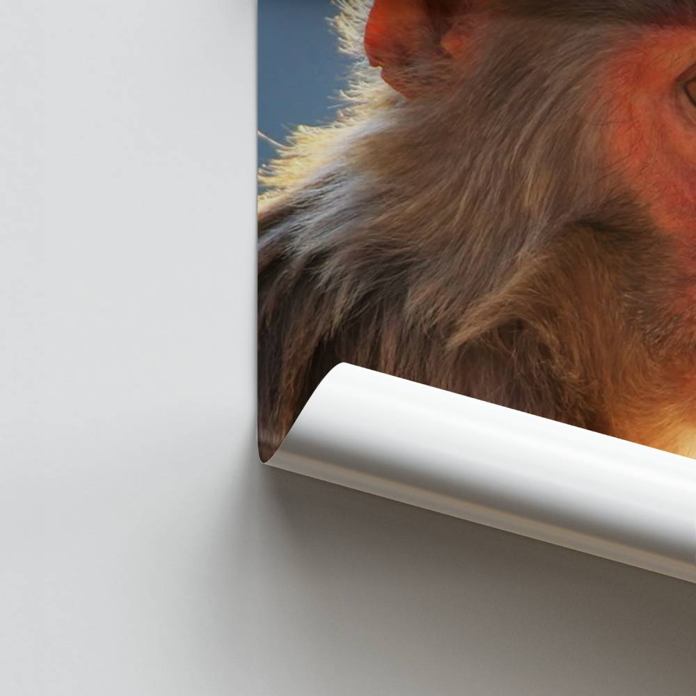 Pôster Primata Serenidade