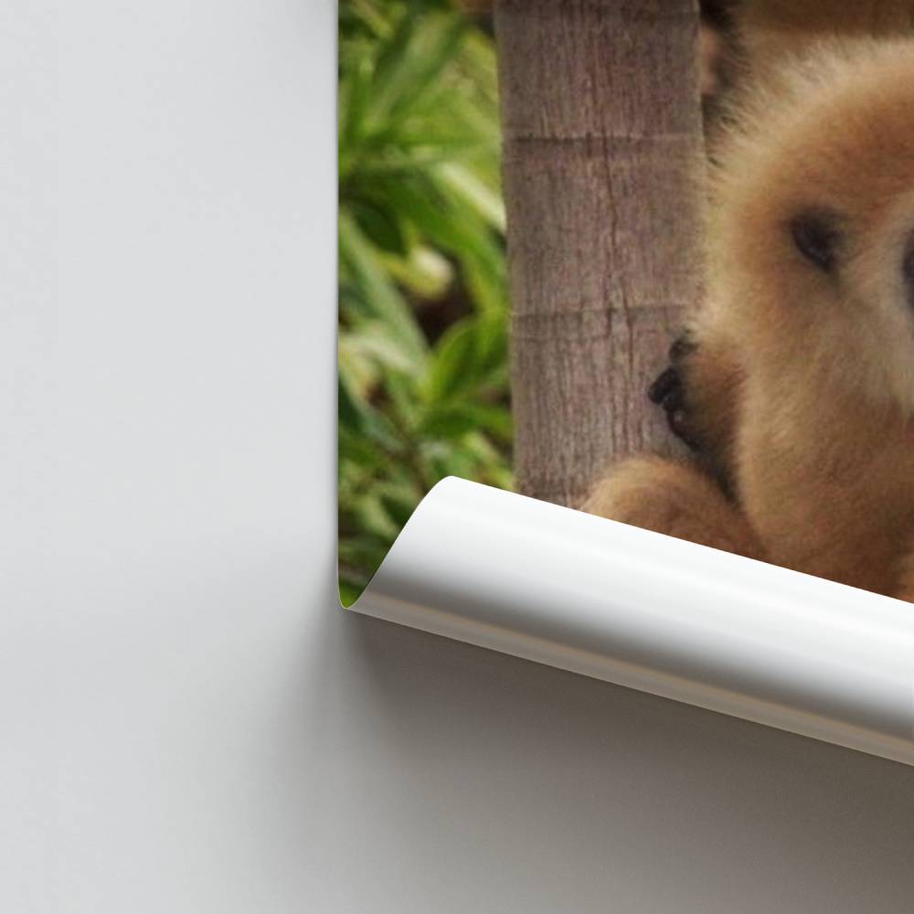 Pôster Selva Gibão