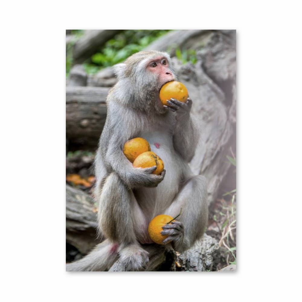 Poster Gourmandise Simiesque