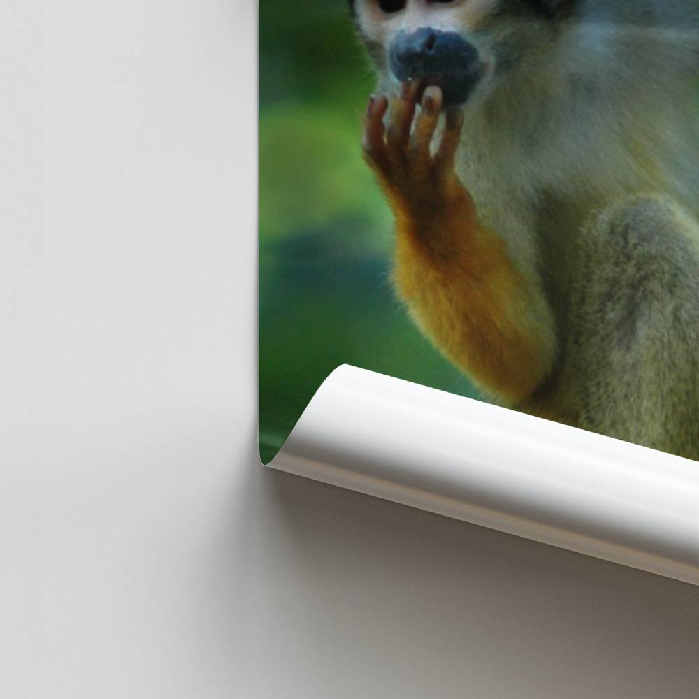 Póster Macaco Brincalhão