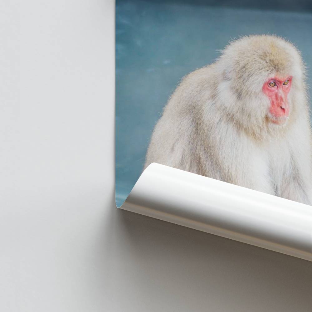 Poster Serenidade do Macaco da Neve