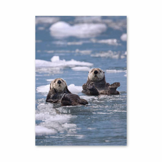 Poster Détente de Loutres