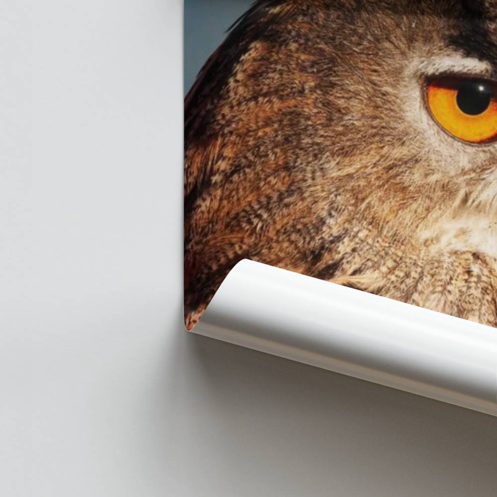 Pôster Olhar da Coruja