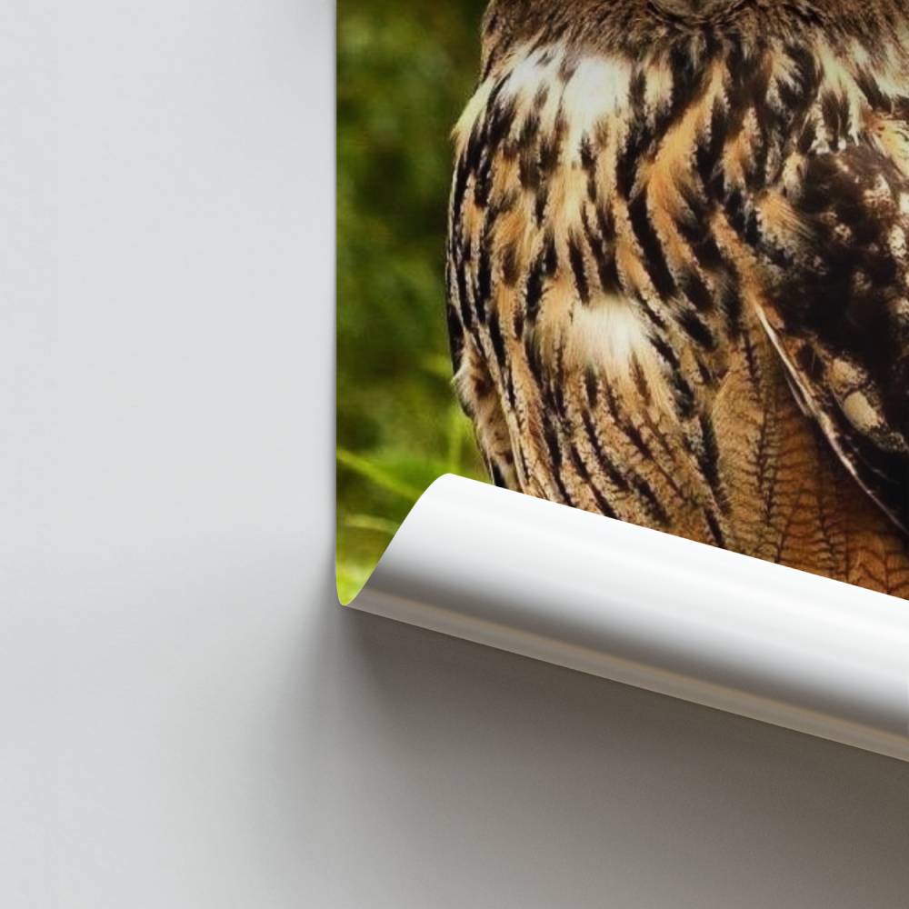 Pôster Majestade Coruja