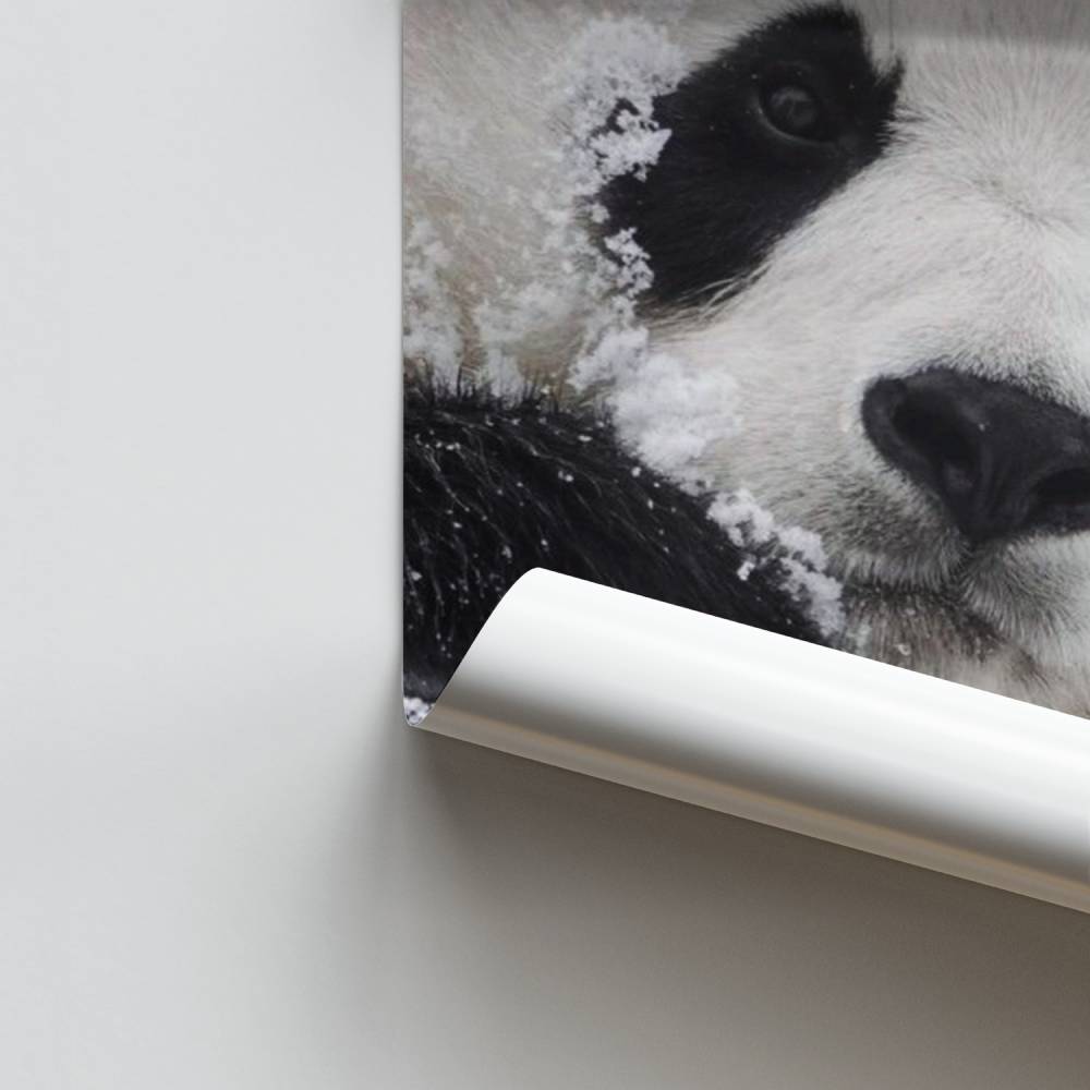 Póster Panda da neve