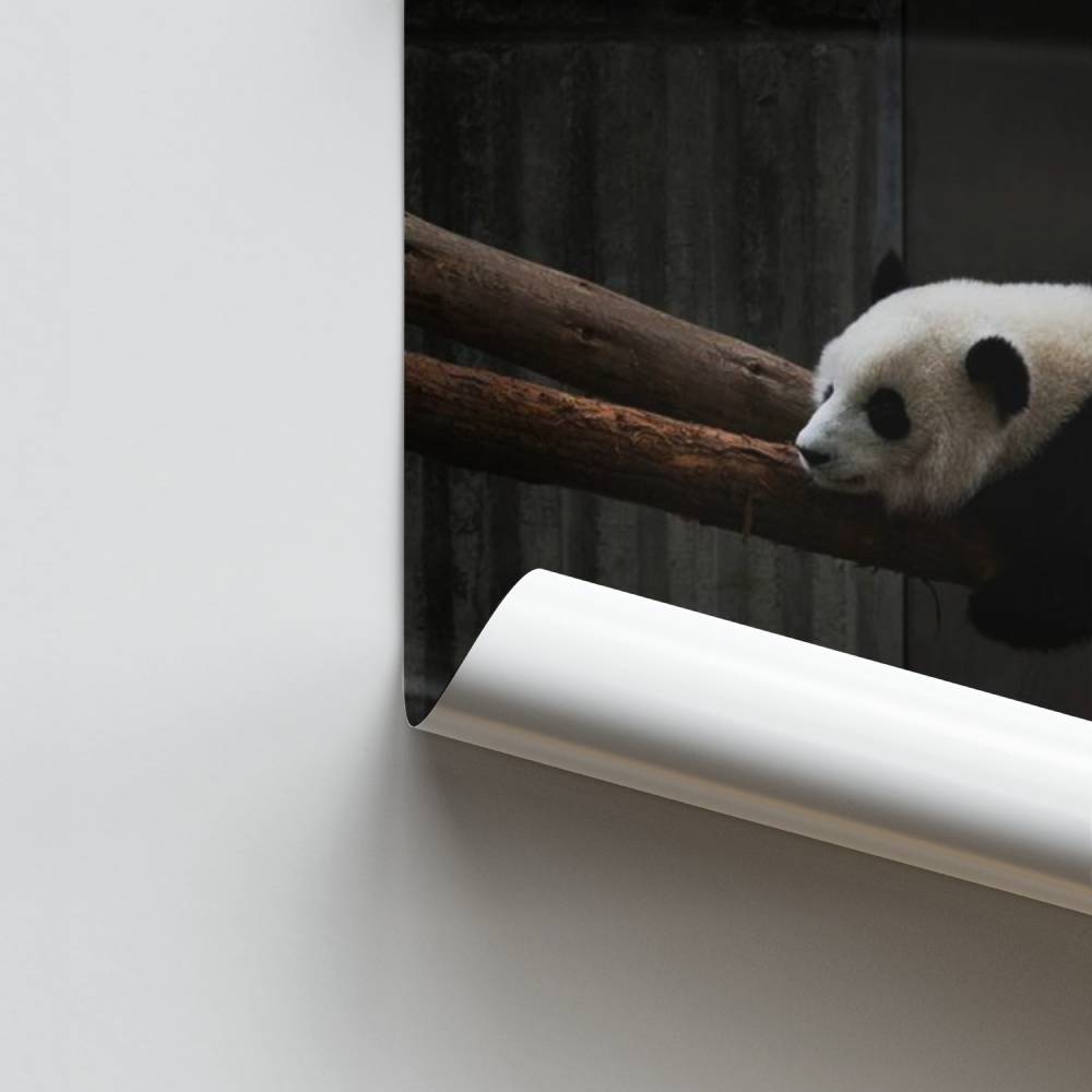 Pôster Panda Sonhando