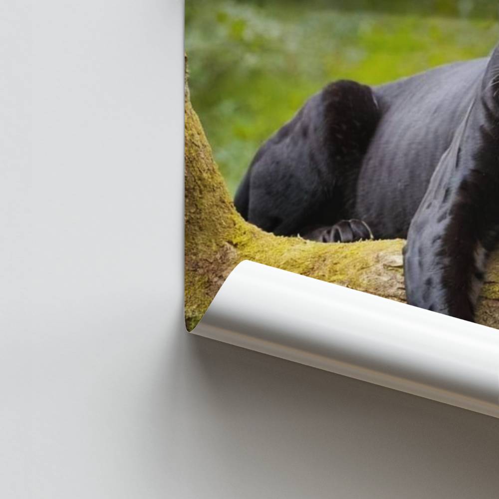 Pôster Pantera Elegante