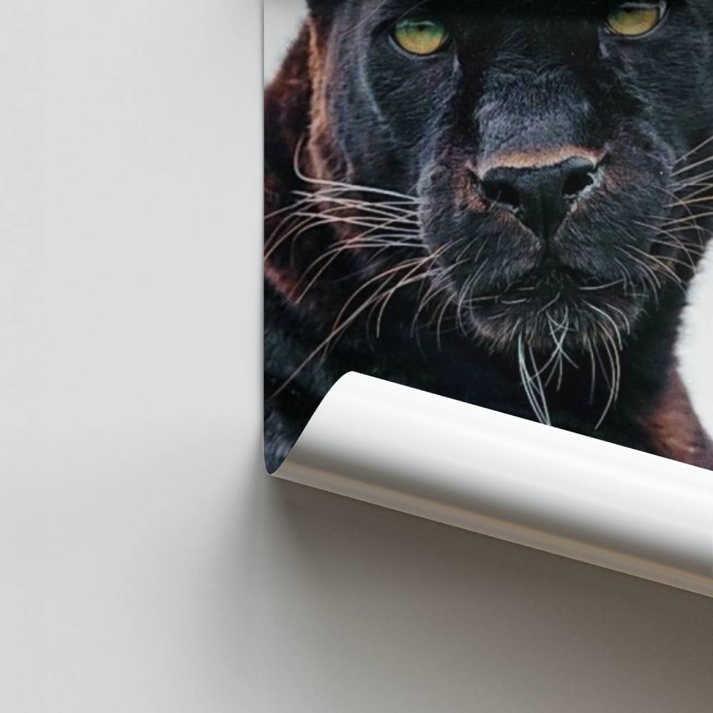 Póster Majestade Noturna