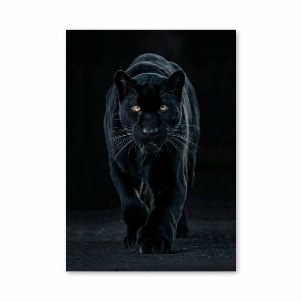 Poster Sombre Félin