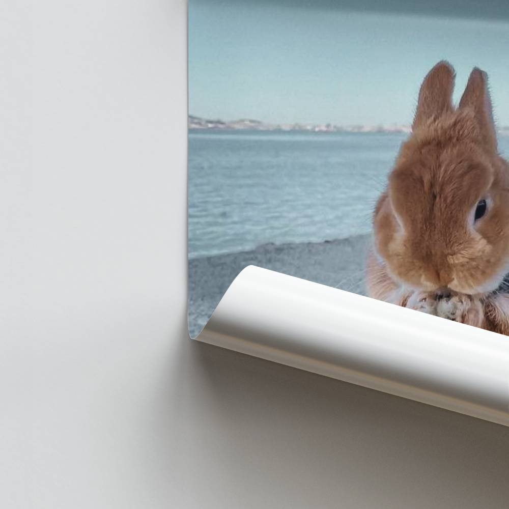 Póster Coelho fofinho