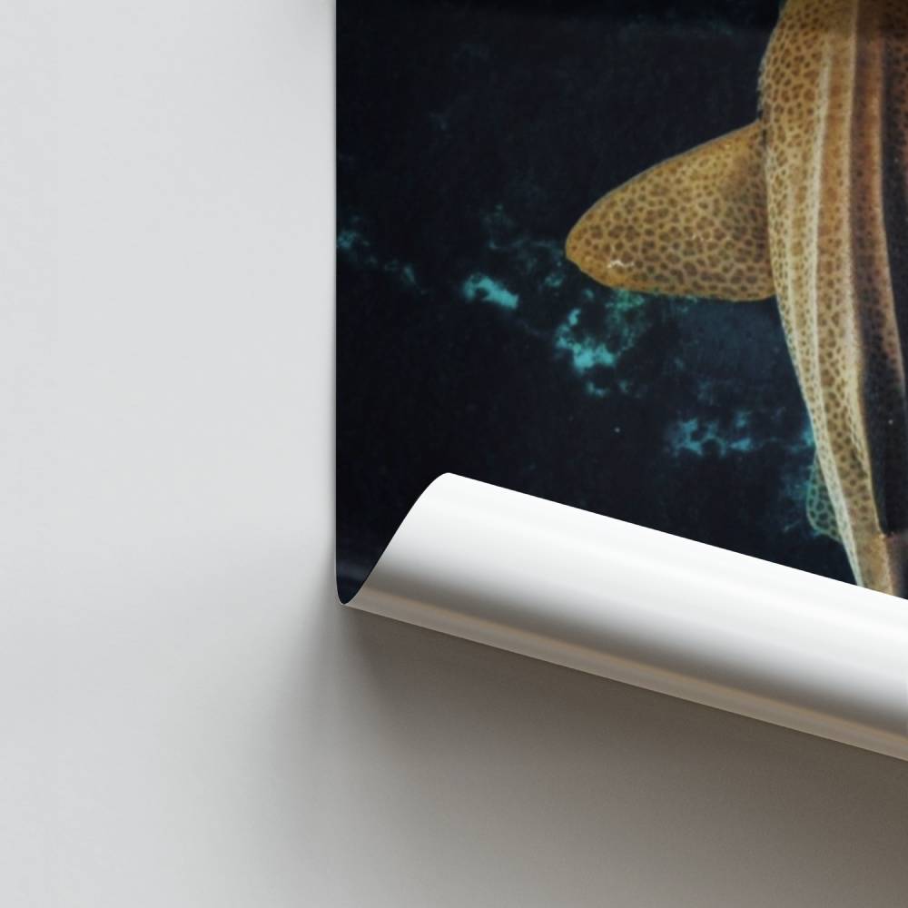 Póster Tubarão Zenitude