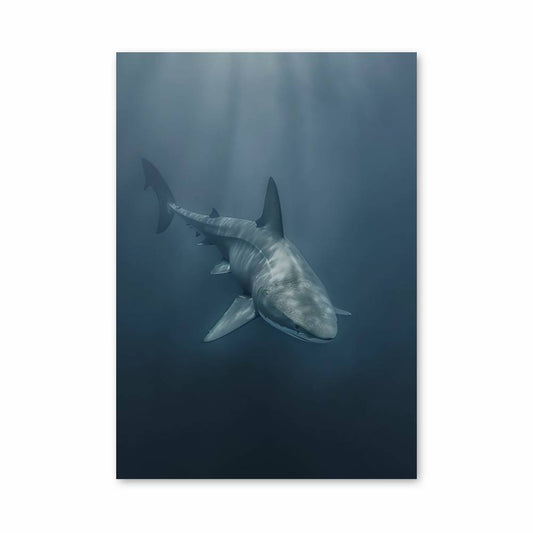 Poster Requiem Océanique