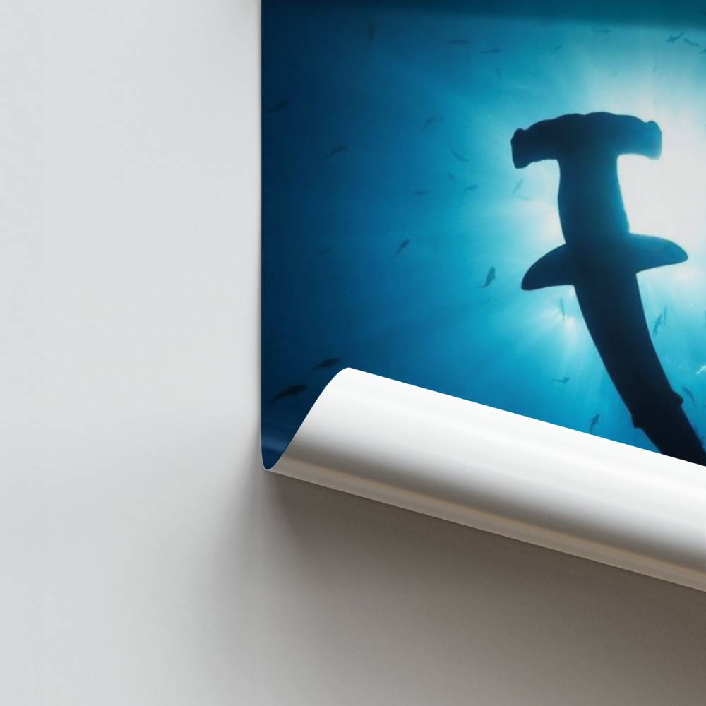 Póster Tubarão-martelo