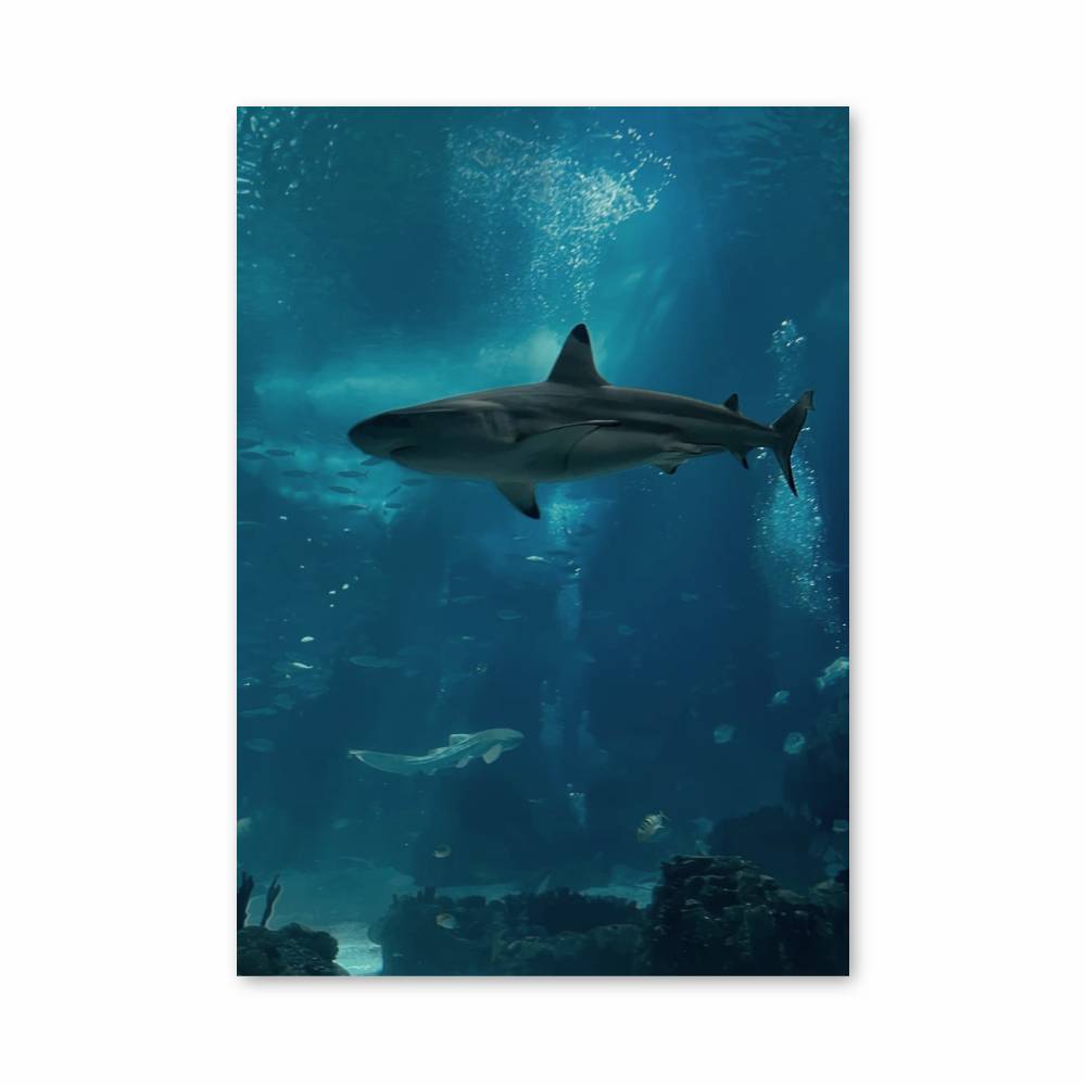 Poster Requin Océanique