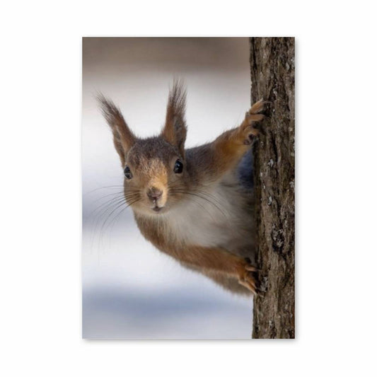 Poster Écureuil Espiègle