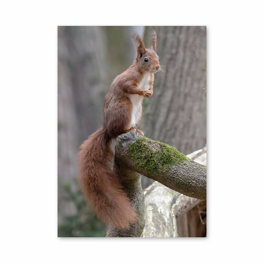 Poster Écureuil du Bois
