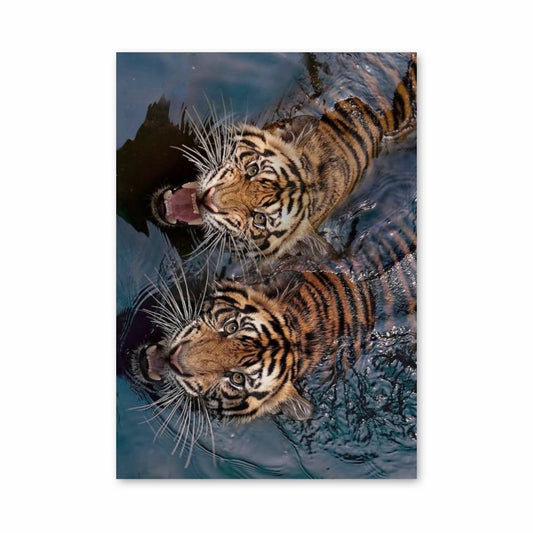 Poster Tigres Aquatiques