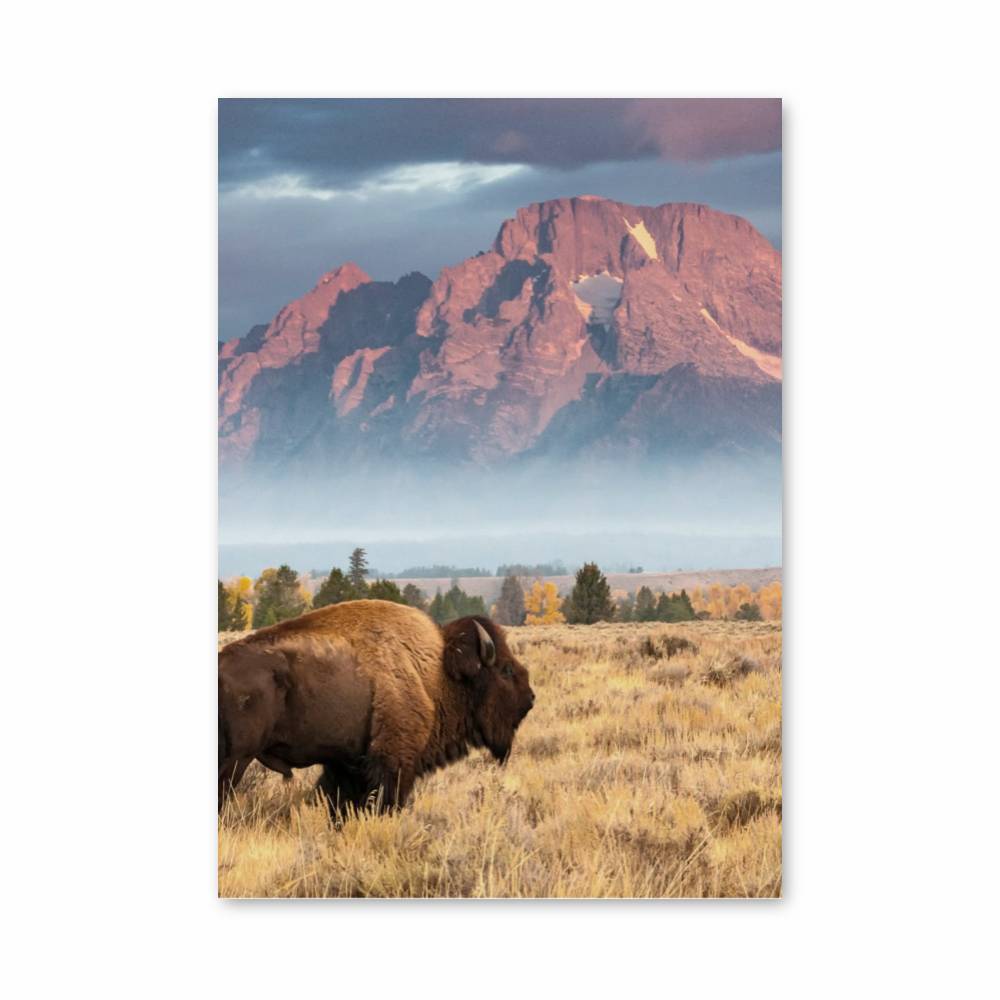 Poster Bison et Montagnes