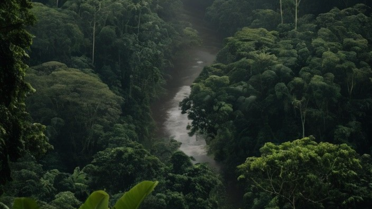 Posters Forêt amazonienne