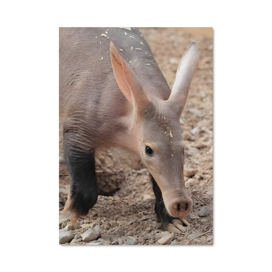 Poster Aardvark Explorateur