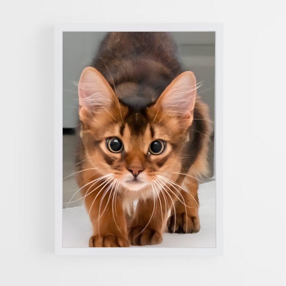 ap-abyssinian-1 cadre Blanc
