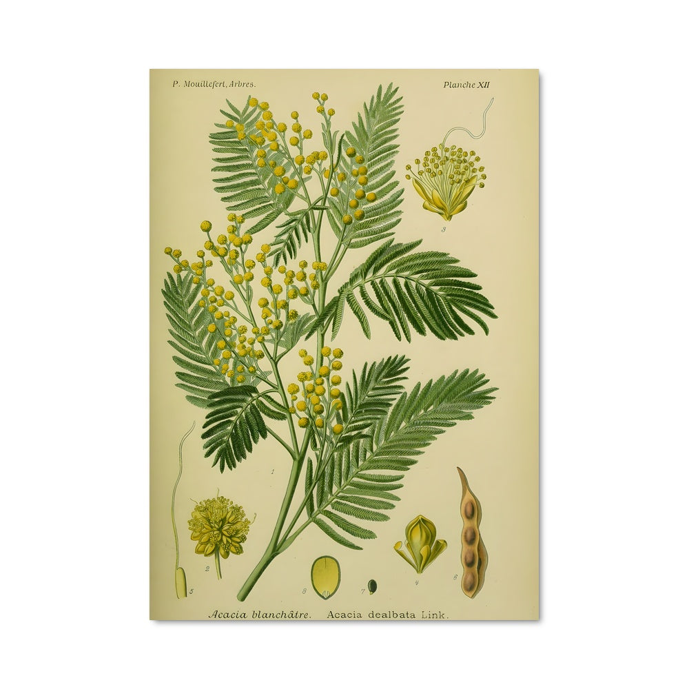 Poster Fleur d'Acacia