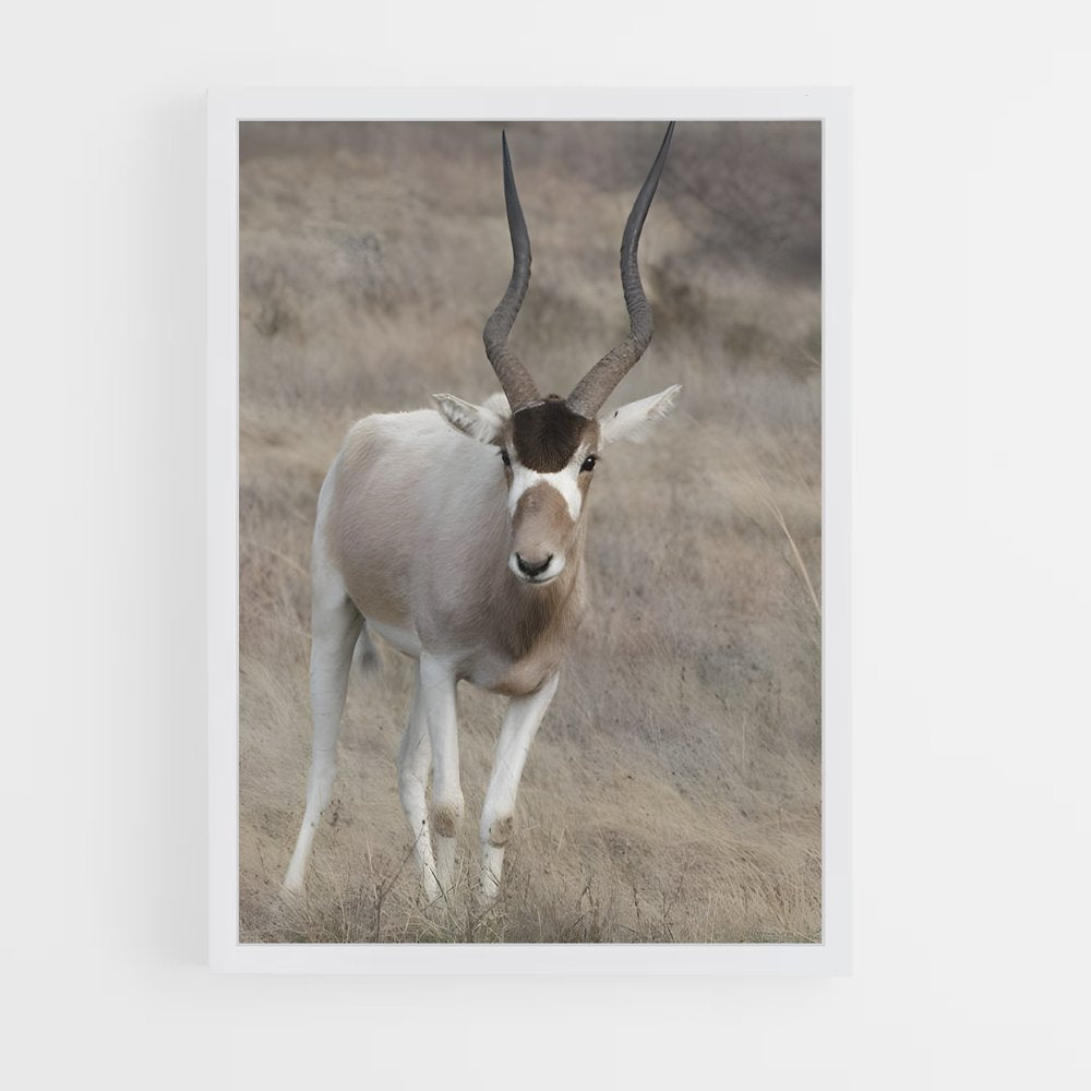 ap-addax-4 cadre Blanc