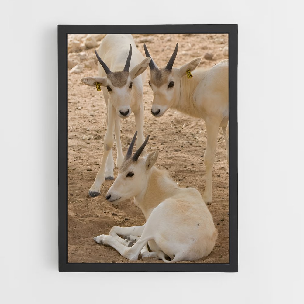 ap-addax-6 cadre Noir