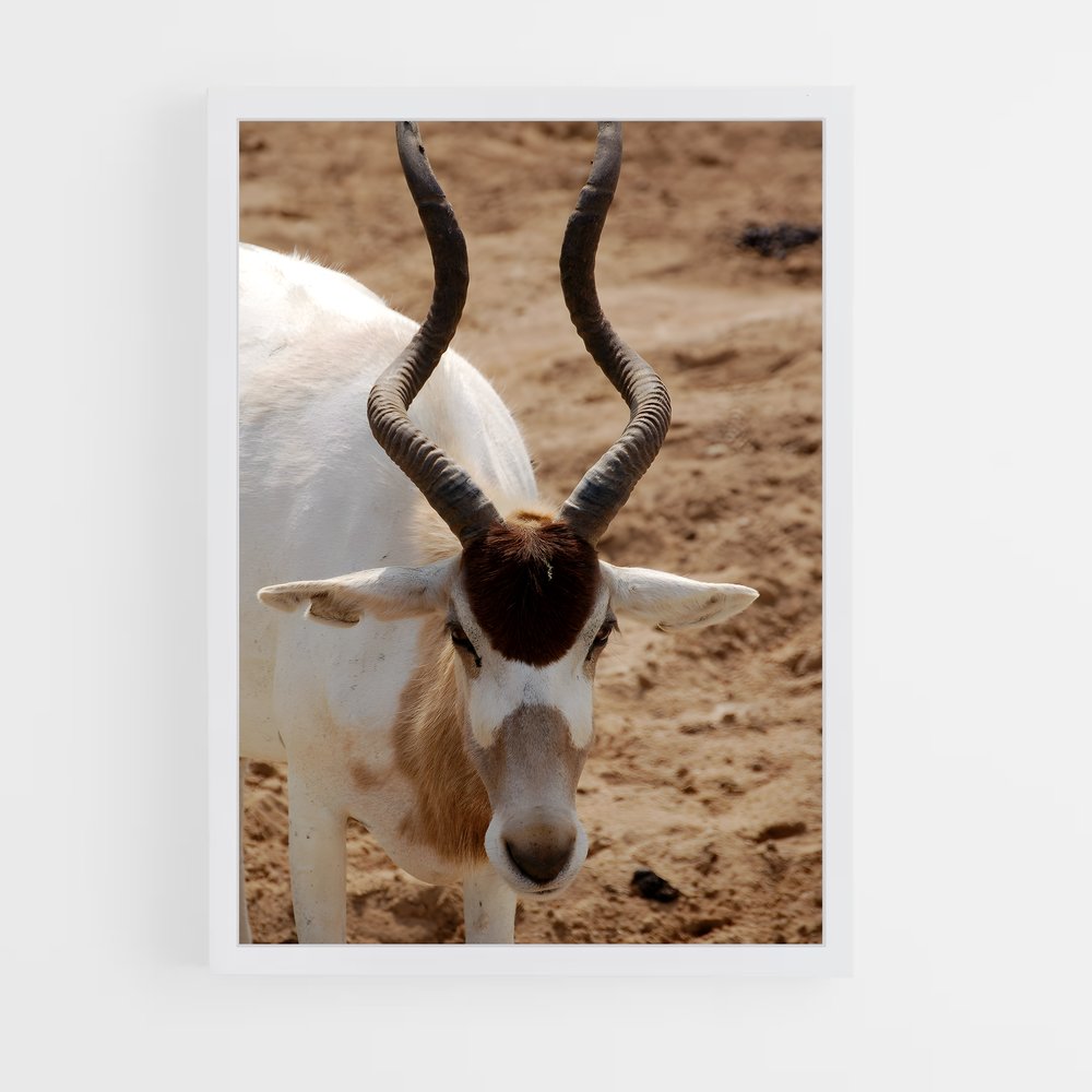 ap-addax-8 cadre Blanc