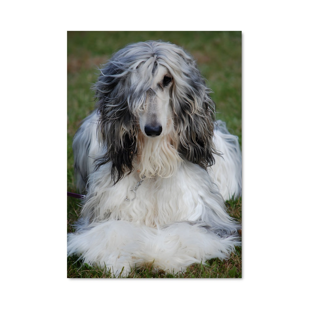 Poster Afghan hound 84869