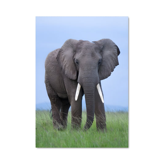 Poster Majesté de la Savane