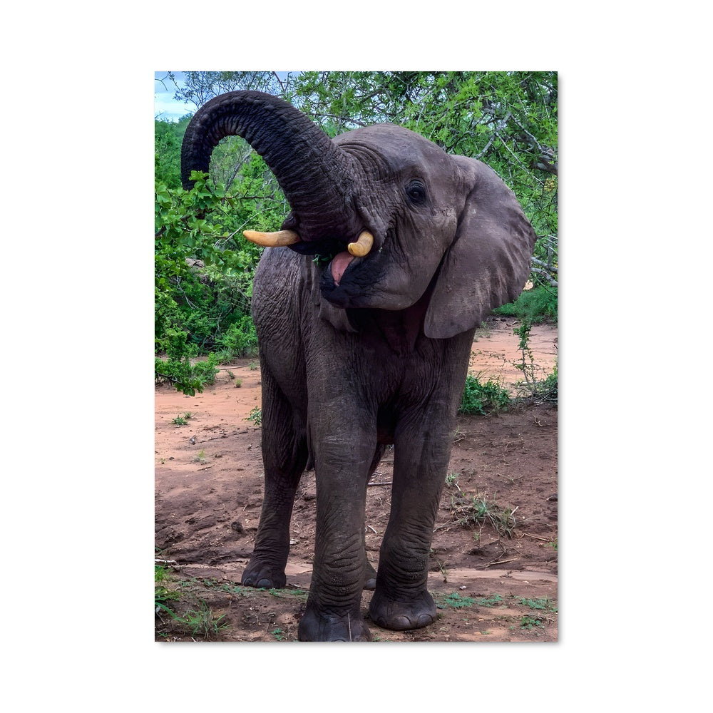 Poster L'Éléphant Majestueux