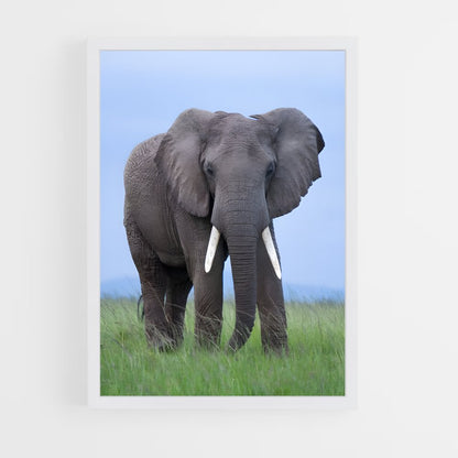 ap-african elephant-4 cadre Blanc