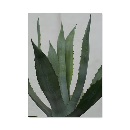 Poster Agave Émeraude