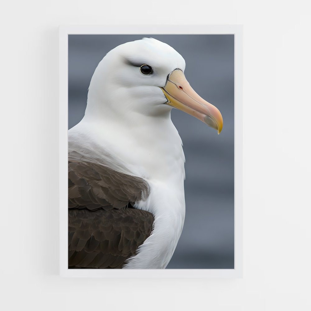 ap-albatross-1 cadre Blanc