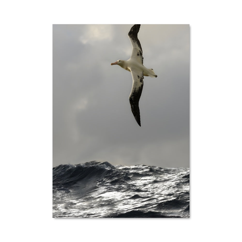Poster Albatros Envol
