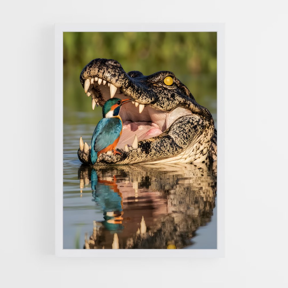 ap-alligator-1 cadre Blanc