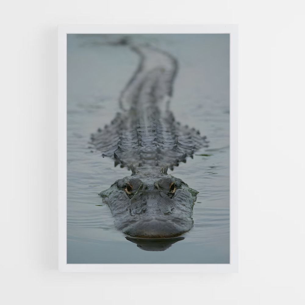 ap-alligator-2 cadre Blanc