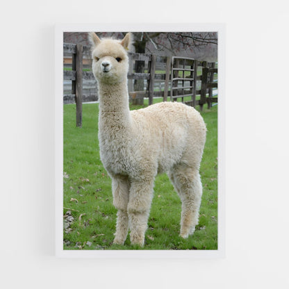 ap-alpaca-1 cadre Blanc