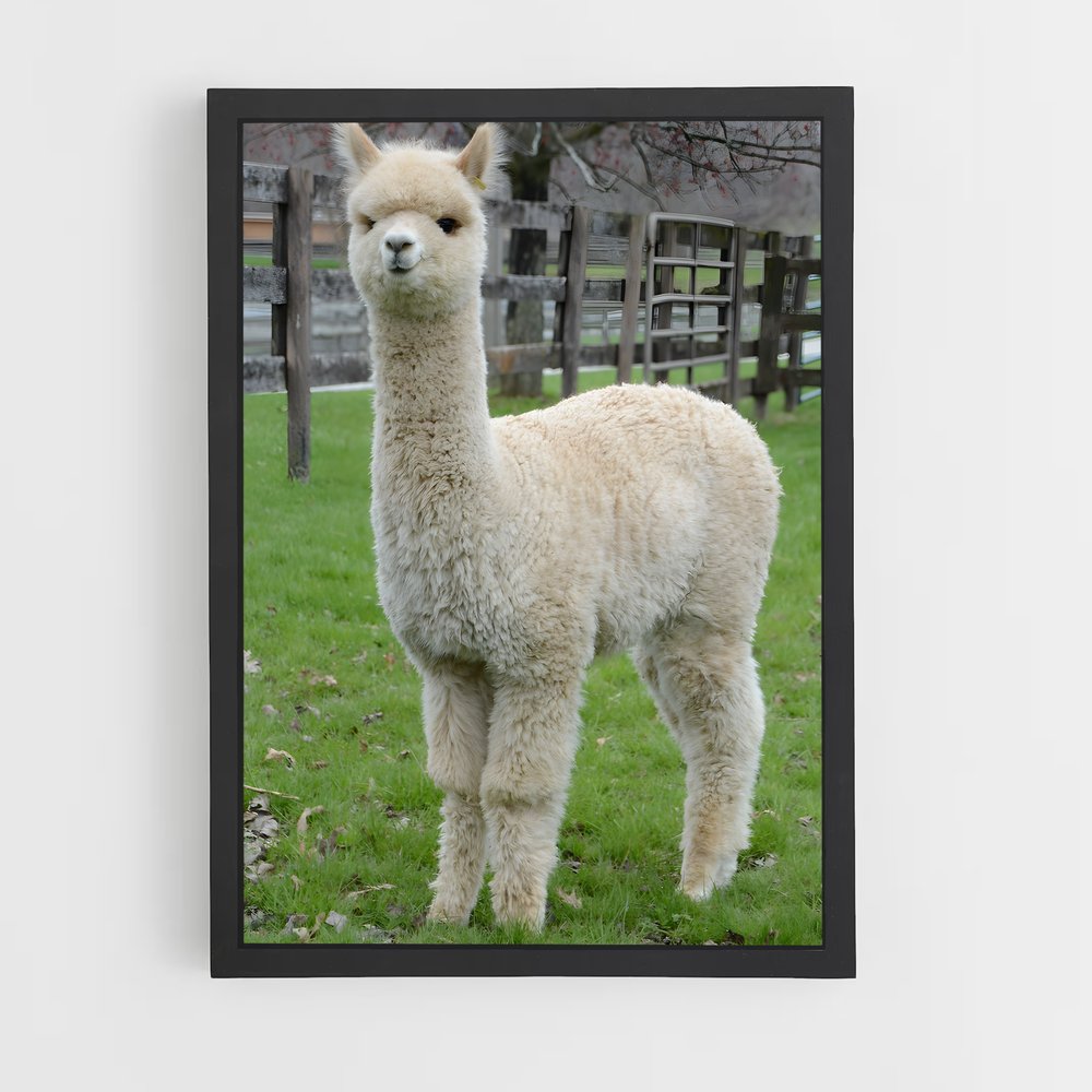 ap-alpaca-1 cadre Noir