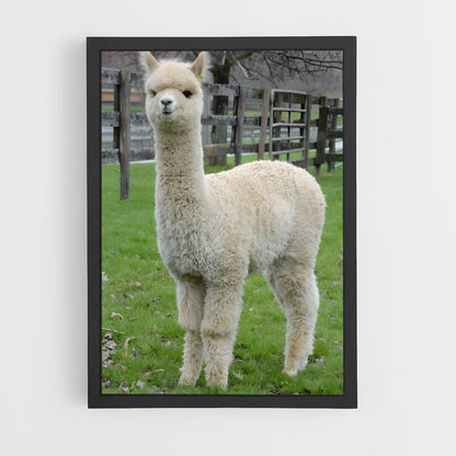 ap-alpaca-1 cadre Noir