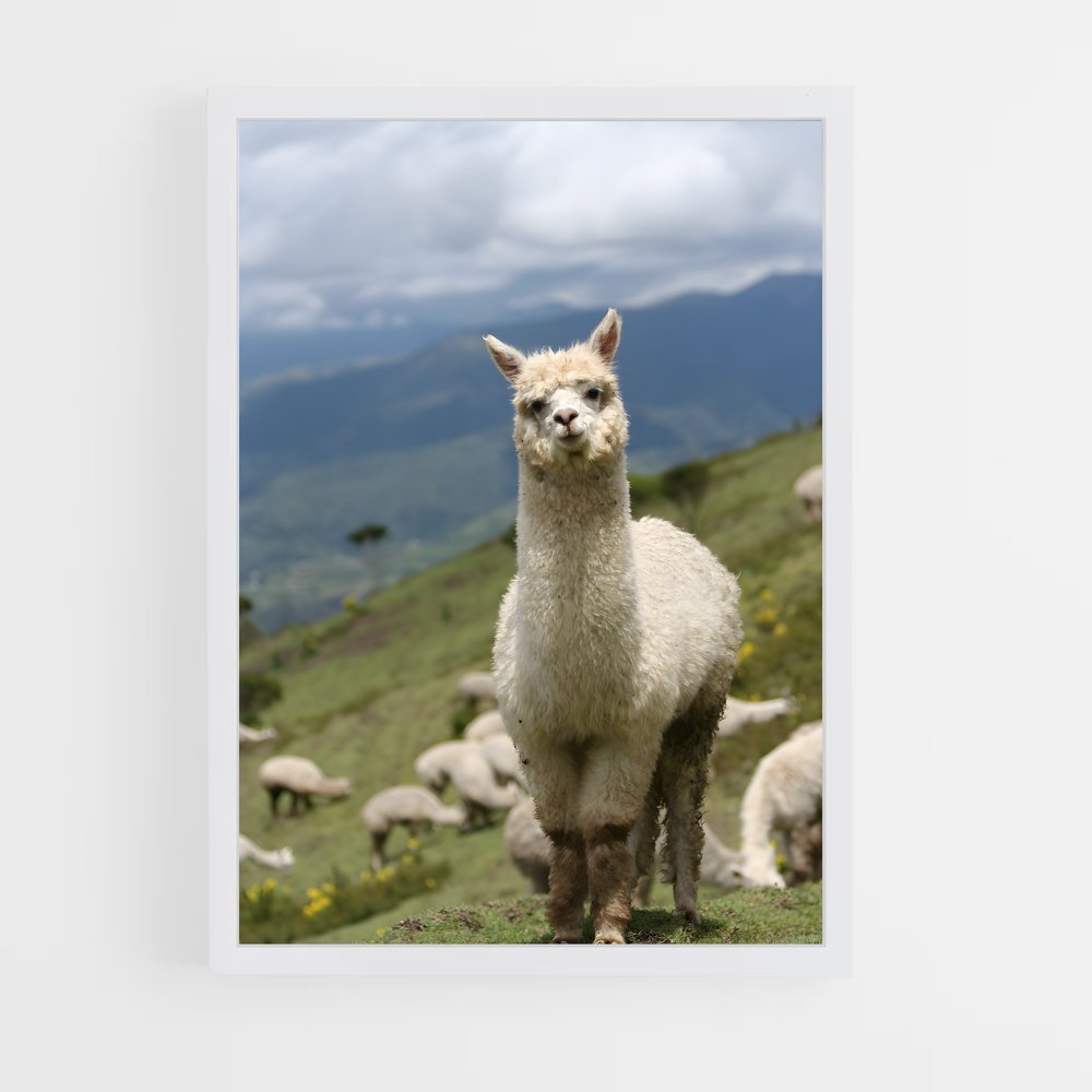 ap-alpaca-3 cadre Blanc