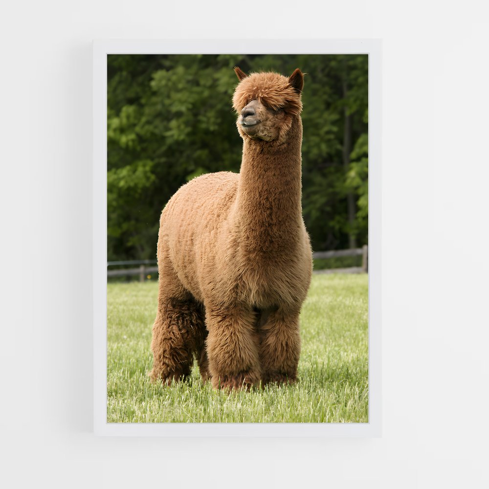 ap-alpaca-4 cadre Blanc