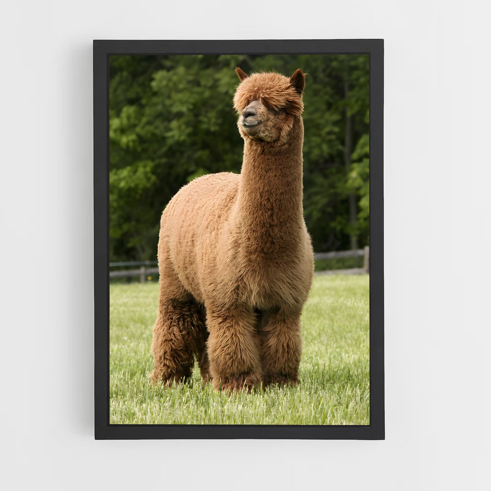 ap-alpaca-4 cadre Noir