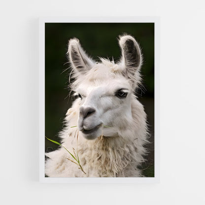 ap-alpaca-5 cadre Blanc