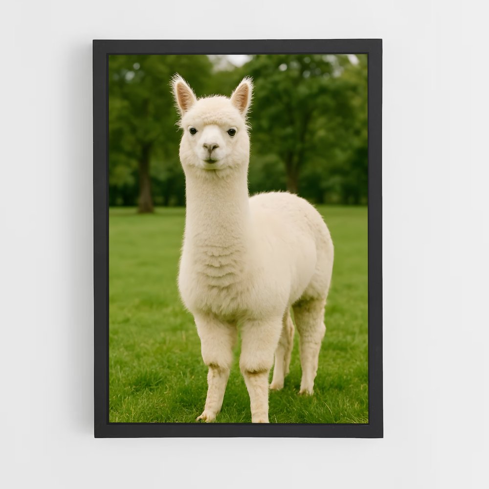 ap-alpaca-6 cadre Noir