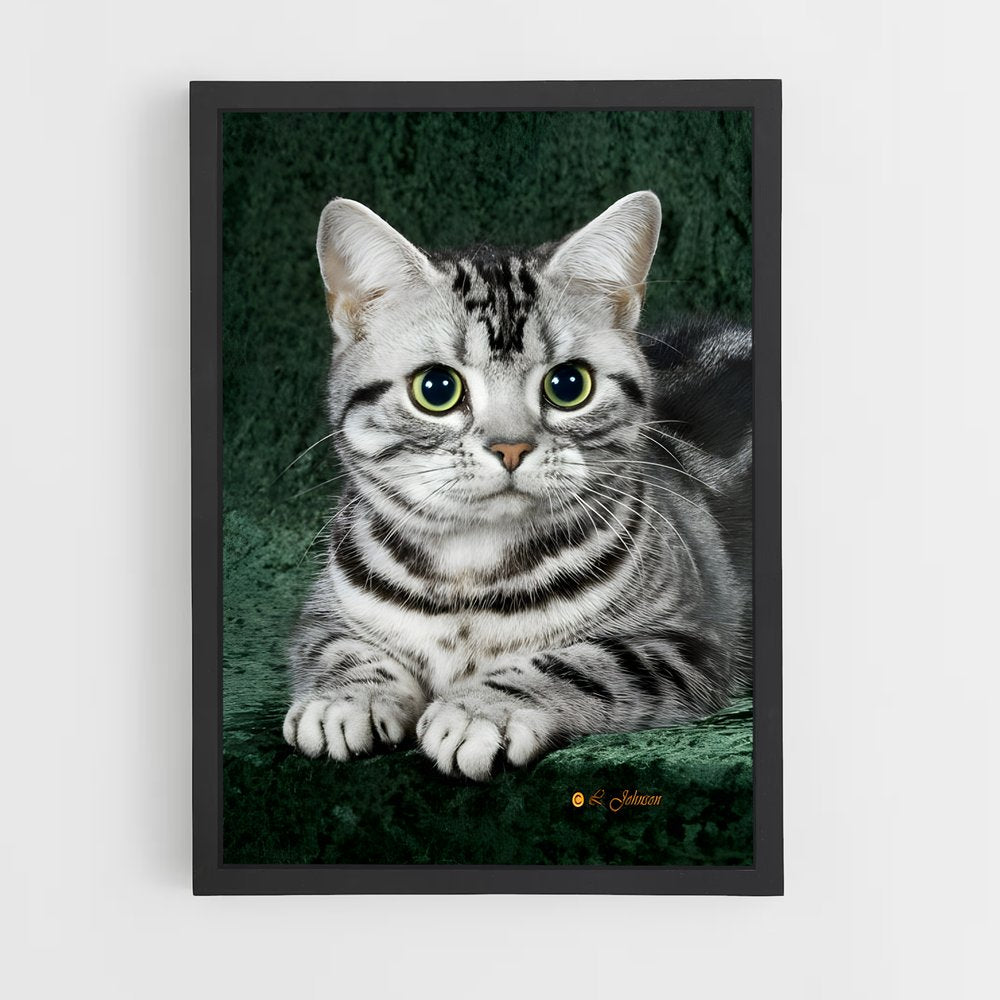 ap-american shorthair-1 cadre Noir