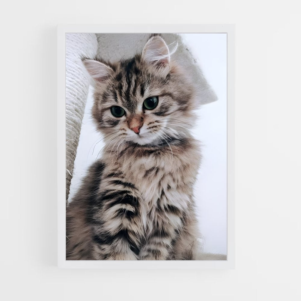 ap-american shorthair-2 cadre Blanc