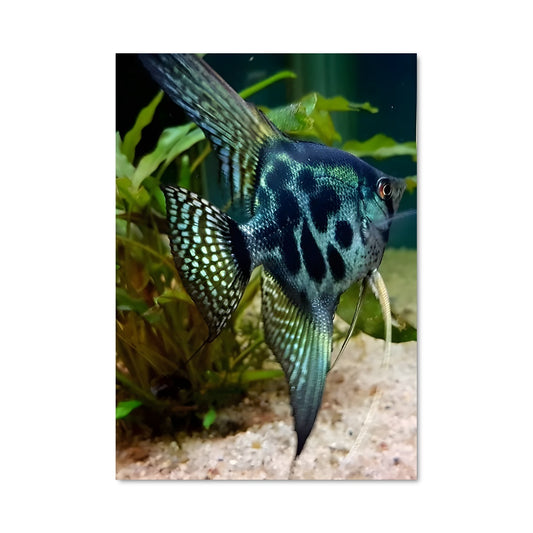 Poster Sirène des Abysses