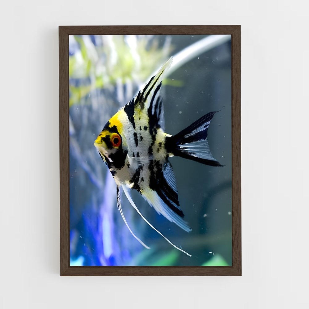 ap-angelfish-4 cadre Bois foncé